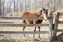 Cavalo que estande ao lado da cerca na luz solar brilhante — Fotografia de Stock