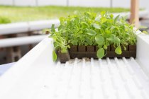 Salatblätter wachsen im Kinderzimmer, Nahsicht — Stockfoto