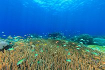 Рыбы плавают в коралловом рифе под водой — стоковое фото