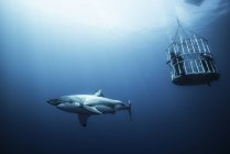 Großer Hai untersucht Käfigtaucher, Insel Guadalupe, Mexiko — Stockfoto