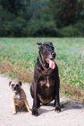 Zwei Hunde sitzen auf Feldweg — Stockfoto