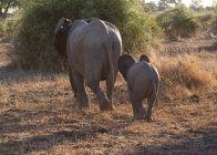 Mutter und Elefantenbaby — Stockfoto