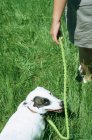 Abgeschnittenes Bild einer Frau, die mit Hund auf einem Feld spaziert — Stockfoto