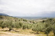 Оливковий гай під хмарним небом — стокове фото