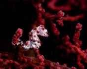 Coppia di cavallucci marini pigmei — Foto stock