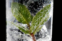 Свіже листя м'яти і бульбашки — стокове фото