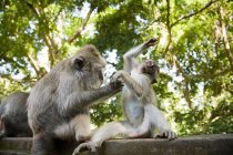 Two longtail macaques playing together — Stock Photo