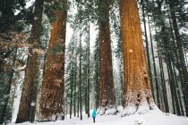 Woman by giant trees in snow-covered forest, Sequoia National Park, California, USA — Stock Photo