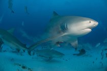Вид збоку акули, що плаває під водою — стокове фото