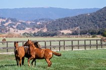 Pferde weiden tagsüber auf einem Feld — Stockfoto