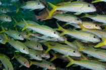 School of Yellow Goatfish — Stock Photo