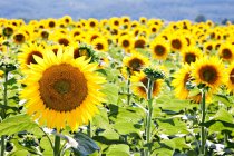 Field of sunflowers, close up — Stock Photo