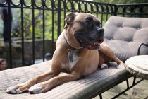 Cão relaxante na cadeira de gramado — Fotografia de Stock