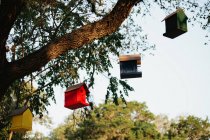 Птичьи домики на ветке дерева — стоковое фото