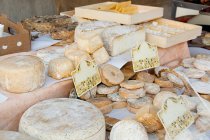 Teste di pecora formaggio — Foto stock