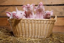 Five piglets in basket — Stock Photo