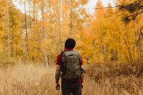 Rear view of male hiker hiking in autumn forest, Mineral King, Sequoia National Park, California, USA — Stock Photo
