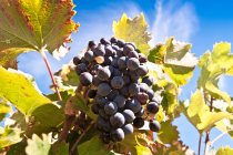Nahaufnahme von frischen reifen Trauben an der Weinrebe mit grünen Blättern — Stockfoto