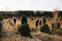 Parents and baby girls in Christmas tree farm, Cobourg, Ontario, Canada — Stock Photo