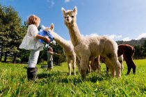 Дети кормят альпак в поле — стоковое фото