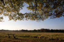 Bench in peaceful grassland — Stock Photo