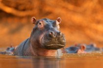 Гіпопотамас, що піднімається з озера — стокове фото
