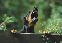 Barking doberman leaning on fence in yard — Stock Photo