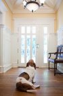 Cão doméstico sentado na frente da porta em casa — Fotografia de Stock