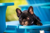 Portrait of French Bulldog puppy, lying on chair — Stock Photo