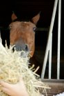 Female hand feeding hay horse — Stock Photo