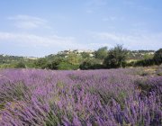 Champs de lavande près de aurel provence — Photo de stock