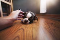Frau reicht schlafenden Boston-Terrier-Welpen die Hand — Stockfoto