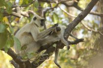 Langur monkeys on tree in Satpura National Park, Madhya Pradesh, India — Stock Photo