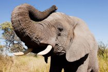 Éléphant d'Afrique femelle — Photo de stock