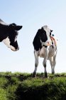 Duas belas vacas pretas e brancas pastando na grama verde — Fotografia de Stock