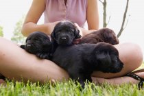 Cropped image of Teenager holding puppies on grass — Stock Photo