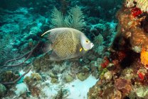 Рыбы-ангелы плавают на подводном коралловом рифе — стоковое фото