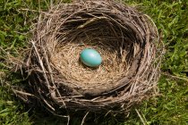 High angle view of egg in nest — Stock Photo