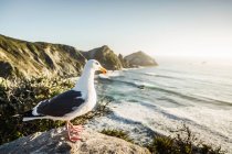Gull standing on rocks — Stock Photo