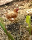 Курица стоит на соломенной траве — стоковое фото
