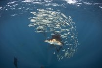 Gruppo di scolarizzazione del pesce sott'acqua — Foto stock