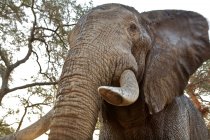 Elefante africano con trompa - foto de stock