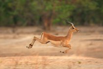Impala in esecuzione al Parco Nazionale delle Piscine di Mana — Foto stock