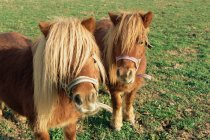 Шетландские пони пасутся на лугу — стоковое фото