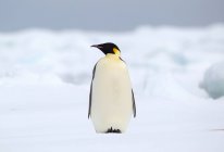 Pinguino imperatore su lastra di ghiaccio — Foto stock
