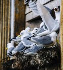 Крупный план группы чайки гнездящихся на выступе здания, Рейне, Лофотен, Норвегия — стоковое фото
