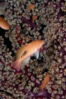 Anthias at cleaning station, underwater view — Stock Photo
