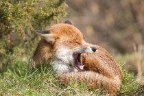 Red fox laying and yawning on green grass — Stock Photo