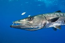 Vista lateral do peixe barracuda debaixo de água — Fotografia de Stock