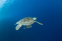 Schildkröte schwimmt mit Fischen unter Wasser — Stockfoto